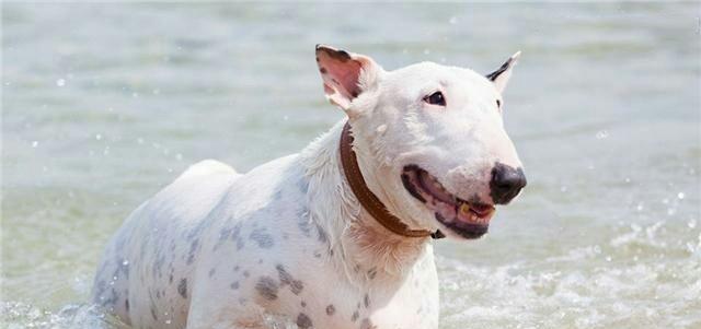 以牛头梗犬为例，最佳训练期是什么？（掌握宠物训练黄金时期，让爱宠成为最优秀的“学生”）