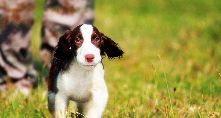 挪威猎犬的饮食误区（挪威猎犬的食物偏好、食物过敏、自主选择）