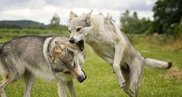 以拳师犬吃草为话题的宠物健康指南（拳师犬、草食、消化不良、宠物养护、预防疾病）