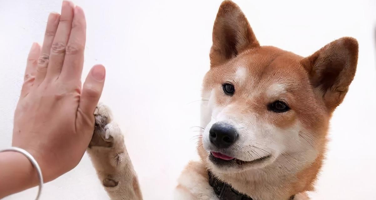 如何科学地调教宠物犬（建立良好关系，培养优秀习惯）