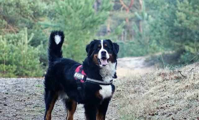 如何给伯恩山犬洗澡？（宠物爱好者必知的洗犬技巧）