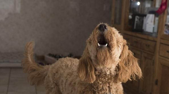 如何训练幼犬不乱叫（从宠物的角度出发，15个方法教您训练幼犬）