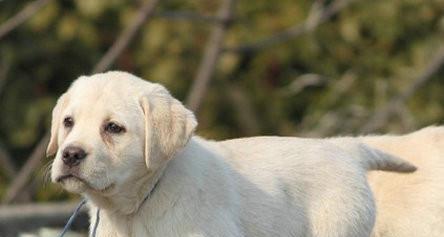 拉布拉多犬六种疫苗详解（宠物健康从预防开始）