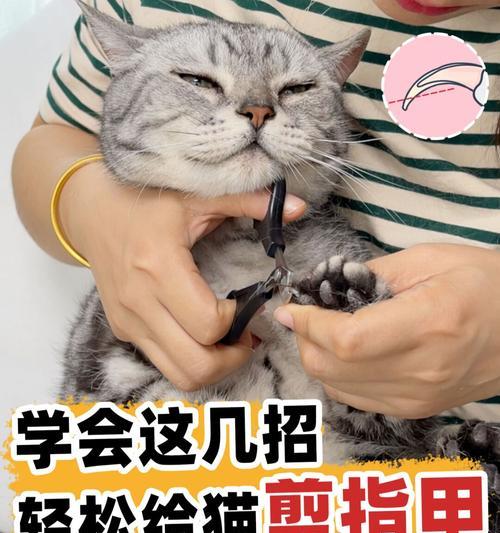 小猫指甲的护理与美容（如何打理宠物小猫的指甲，让它们健康美丽）