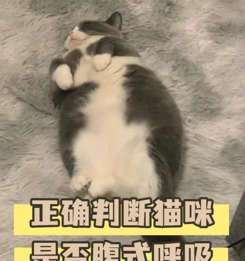 猫咪的腹式呼吸之道（以宠物为主，让猫咪呼吸更健康）