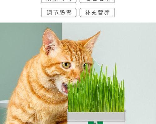 猫咪为什么闻猫薄荷没反应？（探究猫咪对猫薄荷的反应及原因，解密猫咪行为中的谜团）