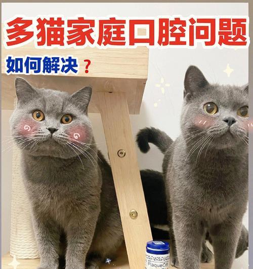 猫咪为什么喜欢牙膏？（探究猫咪喜欢牙膏的原因及危害，如何正确护理宠物口腔健康）