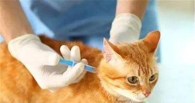 猫咪绝育后打疫苗，保护宠物健康（一步到位，让猫咪更健康）