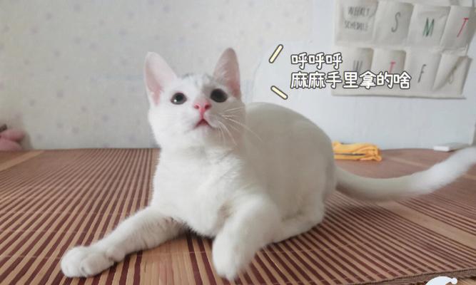 挑食的小猫，怎么办？（小猫为什么挑食？如何让它改掉坏习惯？）