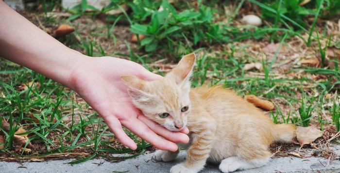 纪念罗小猫猫子的一生（以图片的小猫猫为主题，探讨宠物的生命意义）