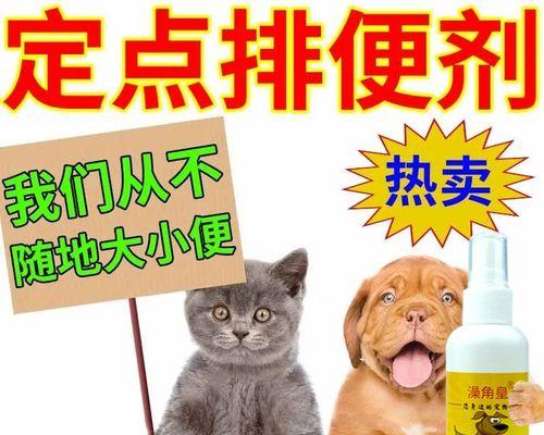 小猫大便不出来怎么办？——教你正确解决小猫便秘问题