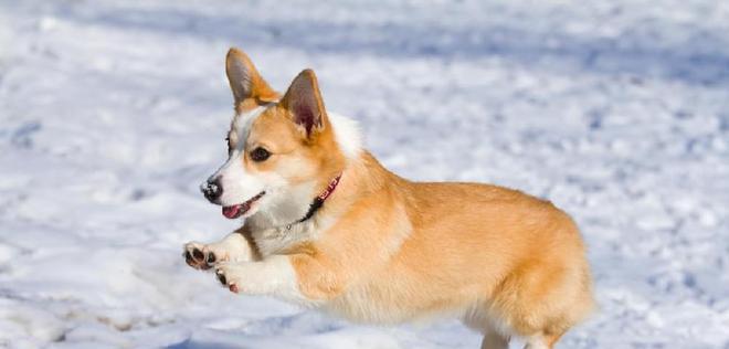 如何解决柯基犬毛发太毛躁的问题？（从洗浴、饮食、照顾等方面入手，解决柯基犬毛发太毛躁的烦恼。）