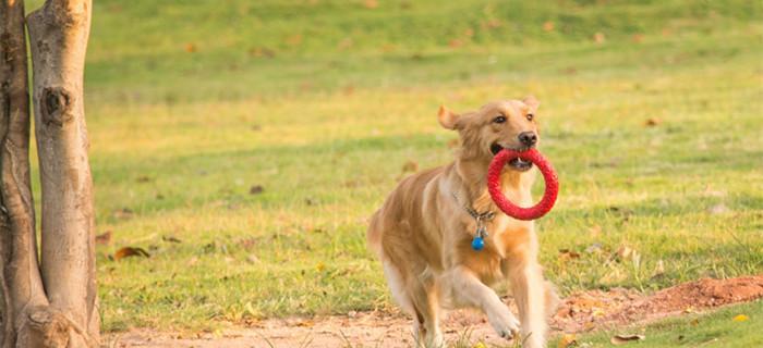 如何有效地训练金毛犬？（掌握金毛犬训练的技巧，让你的宠物成为最优秀的伙伴。）