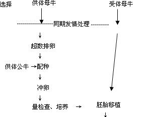 大白熊的排卵周期和排卵数（探究大白熊的繁殖能力）