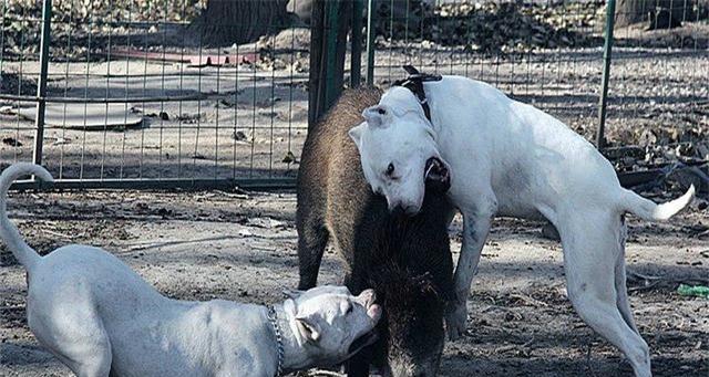 杜高犬鼻子变黑时间详解