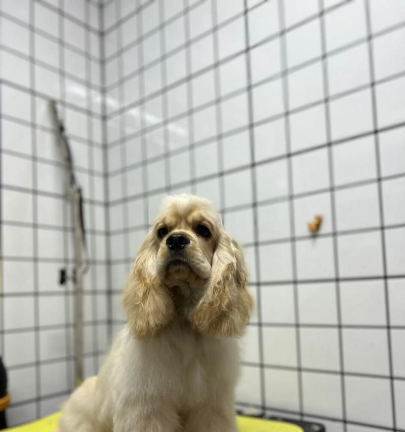 如何防止可卡犬啃咬家里的物品（措施详解，让你的家居变得安全无忧）