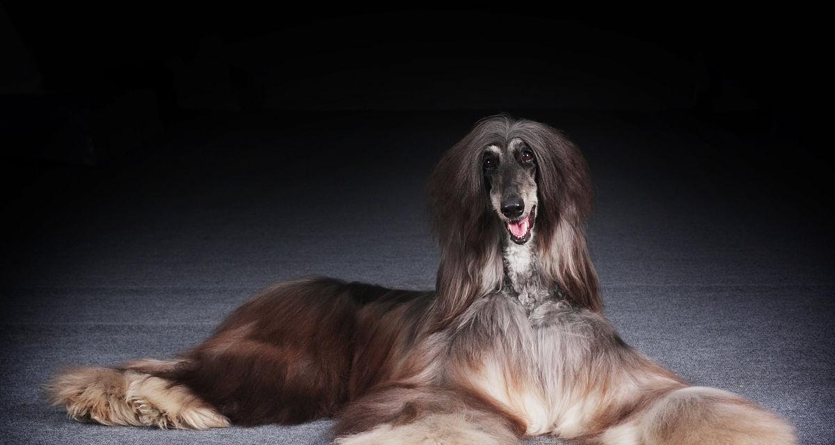 探索阿富汗猎犬之颜色奥秘（一只阿富汗猎犬的外貌特征和美丽多彩的颜色）