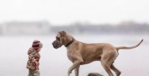 如何帮助大丹犬克服胆小心理（宠物犬训练技巧和心理疏导）