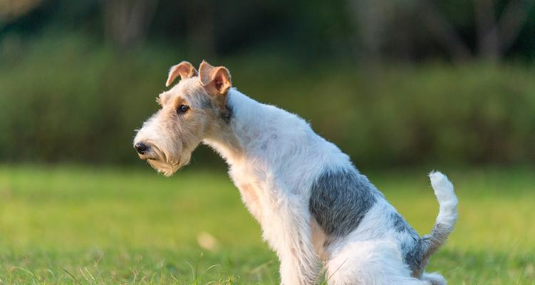 猎狐梗犬中暑教你如何预防（宠物也需要防暑）