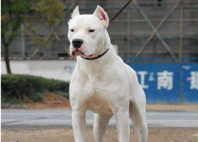 如何训练杜高犬不挑食（以宠物为主，养成好习惯）