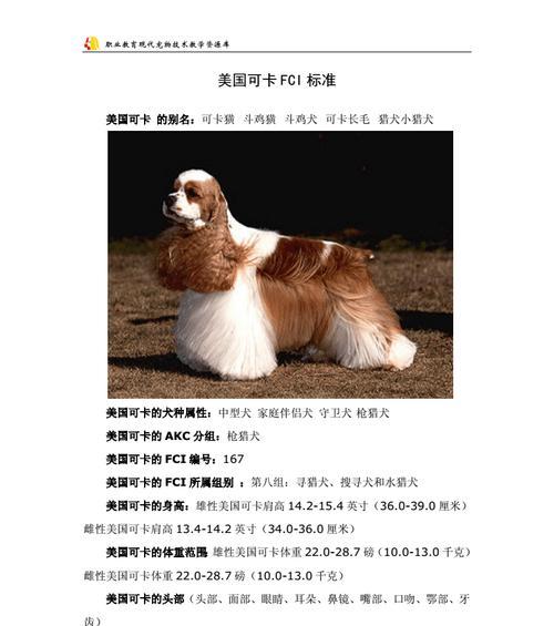 养可卡犬常见错误（避免犯错，让可卡犬健康成长）