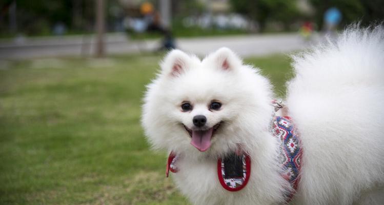 如何科学喂养银狐犬（银狐犬的饮食、运动和训练）