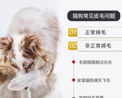 宠物犬脱毛原因与防治（探究宠物犬脱毛的原因以及如何有效防治）