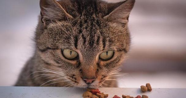 猫咪的饮食——除了猫粮，还可以吃什么？（宠物猫的饮食营养指南，让您的猫咪吃得健康）