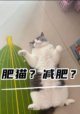 瘦身有道，猫咪减肥小妙招（宠物肥胖症的危害与应对方案）