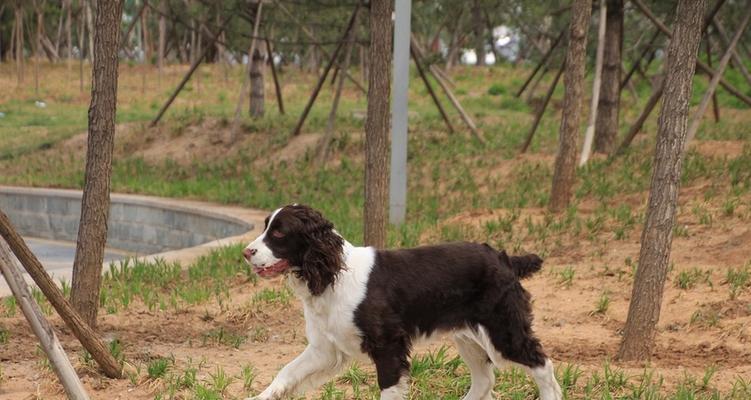 以史宾格犬为宠物的家庭安全（了解史宾格犬的看家本领，让它成为您家的守护者）