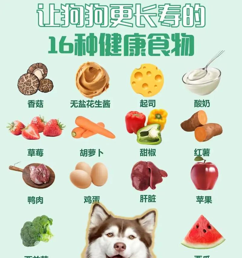 拉布拉多犬的饮食指南——健康饮食从我做起（宠爱你的狗狗，从给它正确的饮食开始）