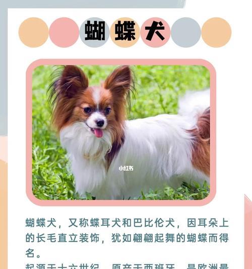 如何选择健康的马犬（以宠物为主，让它们健康幸福）