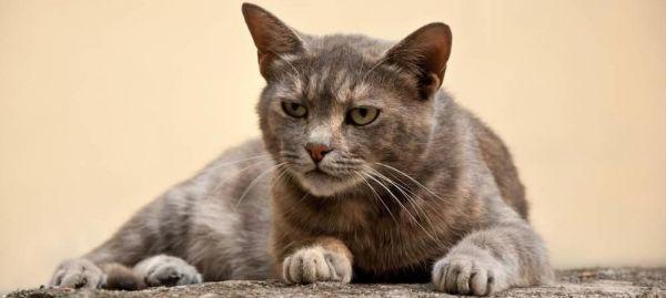 全面保障宠物猫咪健康的实用要点（从饮食、活动、卫生三方面详解，让你的猫咪更健康）