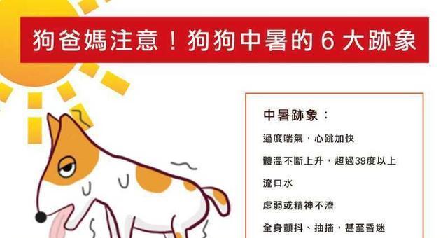 比熊幼犬发热应对指南