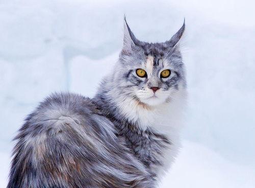 西伯利亚猫的饲养方法（养好西伯利亚猫的窍门与技巧）