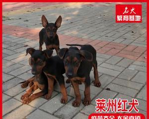 黑狼犬营养补充全攻略（以宠物为主，打造健康体魄）