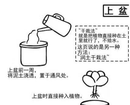 养护凤头百灵，轻松愉快（凤头百灵饲养方法、饲养技巧、饲养误区）