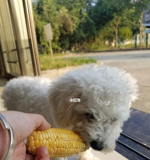 如何纠正比熊犬挑食习惯（营养均衡，让宠物健康快乐）