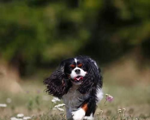 如何正确地遛查理王犬？（注意事项、善待宠物、让遛狗成为愉快的体验）