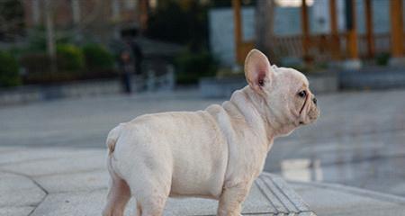 波士顿梗犬的性格特点（了解波士顿梗犬，选择合适的宠物伴侣）