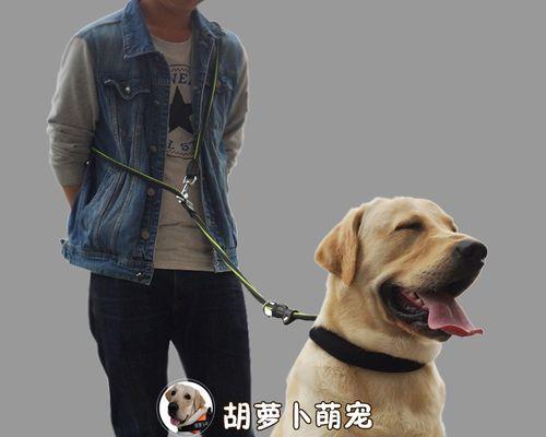 如何训练金毛犬成为听话的宠物？