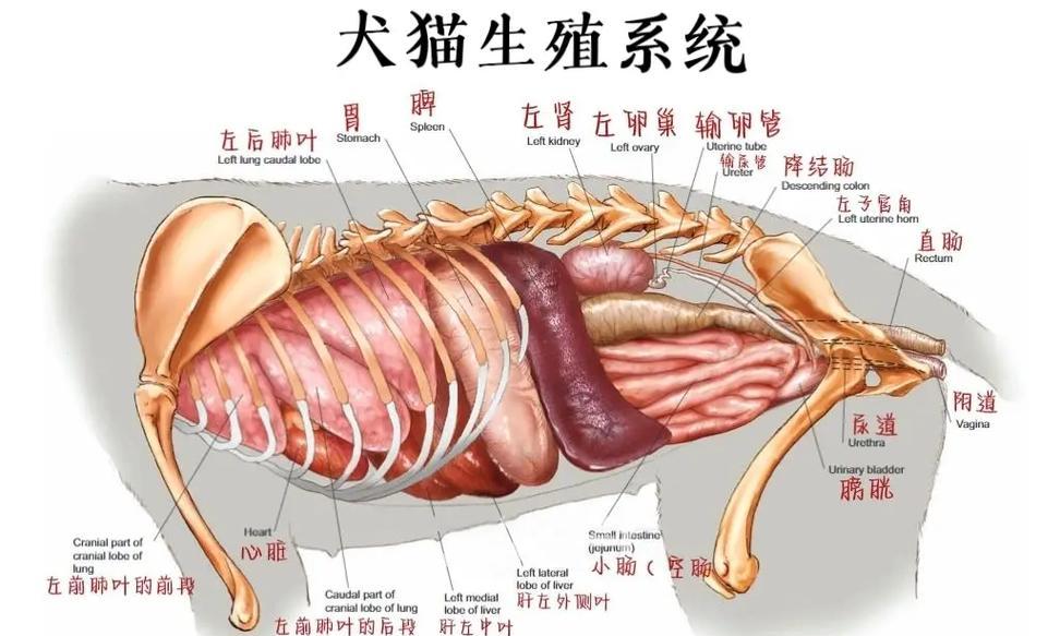 狗狗的皮肤结构特点（探秘狗狗的皮肤构造，提升宠物护理水平）