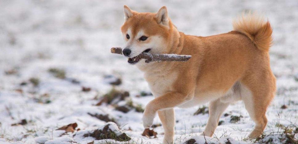 喂养秋田犬的误区（宠物喂养注意事项与建议）