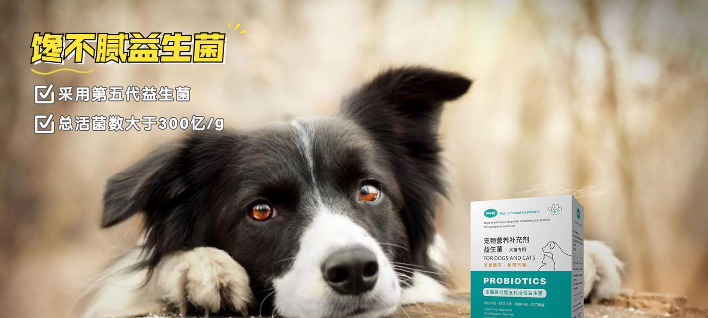 边境牧羊犬拉肚子怎么办？（宠物主人必读，掌握处理边境牧羊犬拉肚子的方法）