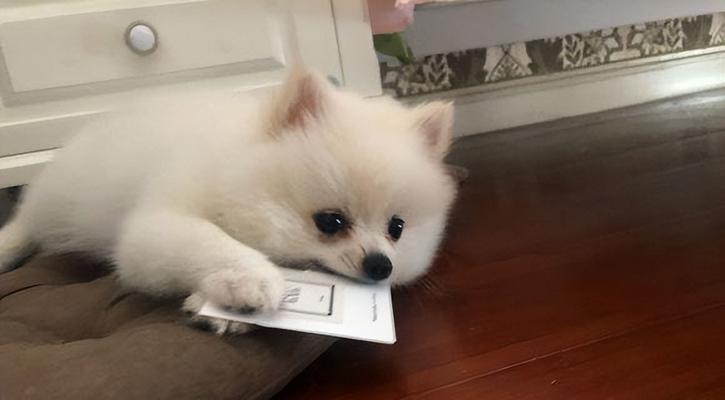 如何防止博美幼犬晚上吠叫？（宠物的良好睡眠习惯怎样养成？）