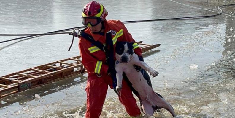 如何安全带宠物犬下水（从准备到实践，教你带宠物犬安全下水）