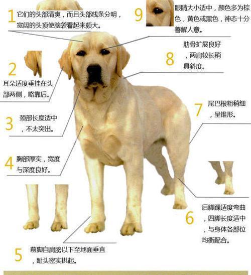 幼犬狗粮和成犬狗粮有何区别？（适合不同年龄的狗狗，）