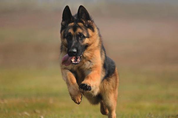 德国牧羊犬的饮食禁忌（揭开德国牧羊犬的健康饮食秘密，避免误食危害）