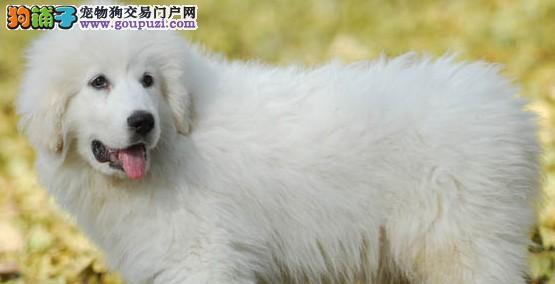 大白熊犬的补钙要点（宠物狗如何避免钙质不足）