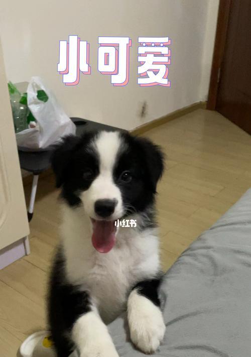 边境牧羊犬繁殖周期